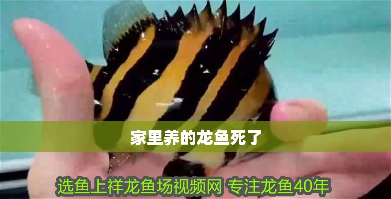 家里養的龍魚死了 家里養的龍魚死了 龍魚百科 第2張