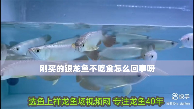 剛買的銀龍魚不吃食怎么回事呀