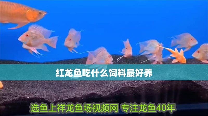 紅龍魚吃什么飼料最好養(yǎng)