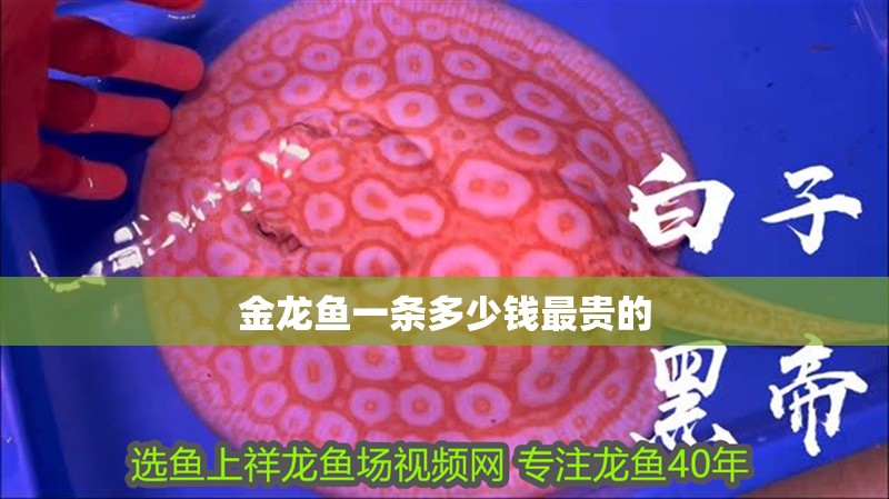 金龍魚一條多少錢最貴的 金龍魚一條多少錢最貴的 龍魚百科 第2張