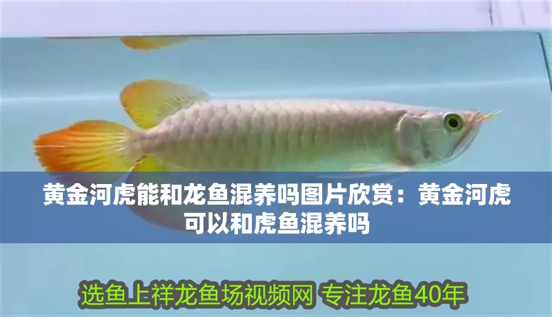黃金河虎能和龍魚混養(yǎng)嗎圖片欣賞：黃金河虎可以和虎魚混養(yǎng)嗎