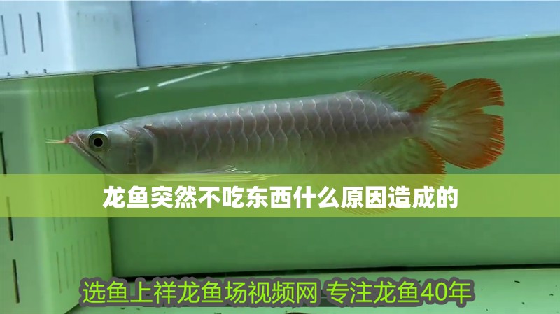 龍魚(yú)突然不吃東西什么原因造成的