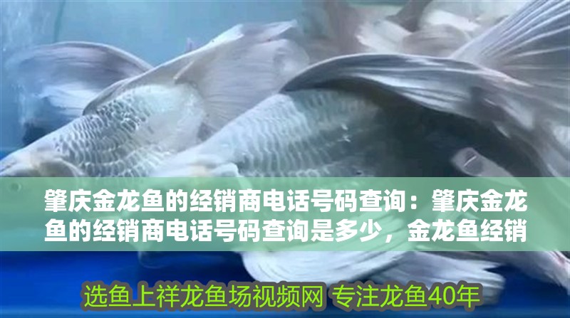 肇慶金龍魚的經銷商電話號碼查詢：肇慶金龍魚的經銷商電話號碼查詢是多少，金龍魚經銷商聯系方式 肇慶金龍魚的經銷商電話號碼查詢：肇慶金龍魚的經銷商電話號碼查詢是多少，金龍魚經銷商聯系方式 水族問答