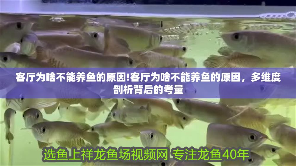 客廳為啥不能養(yǎng)魚的原因!客廳為啥不能養(yǎng)魚的原因，多維度剖析背后的考量