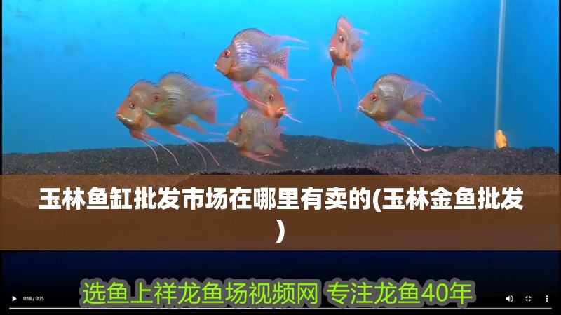 玉林魚缸批發市場在哪里有賣的(玉林金魚批發)
