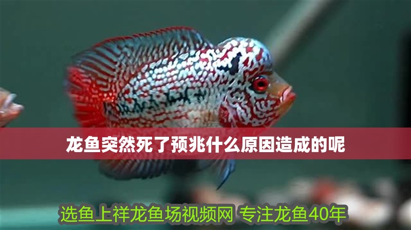 龍魚突然死了預兆什么原因造成的呢