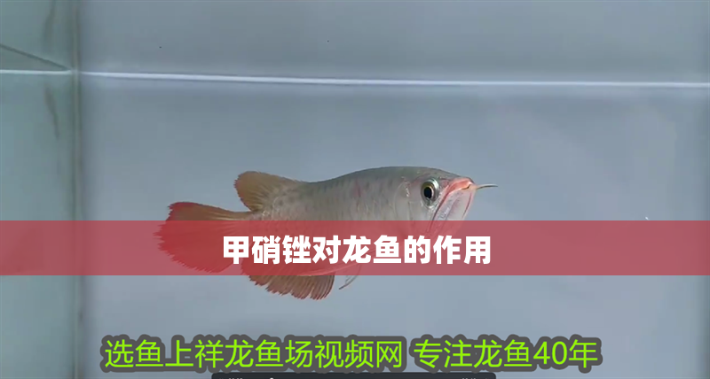 甲硝銼對龍魚的作用 龍魚百科 第2張 甲硝銼對龍魚的作用 甲硝銼對龍魚的作用 龍魚百科 第2張