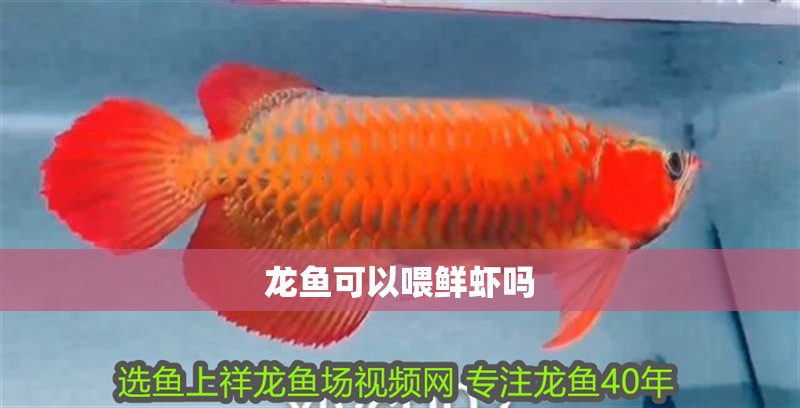 龍魚可以喂鮮蝦嗎 龍魚可以喂鮮蝦嗎 龍魚百科 第2張