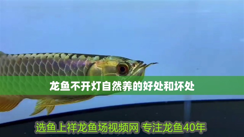 龍魚不開燈自然養的好處和壞處