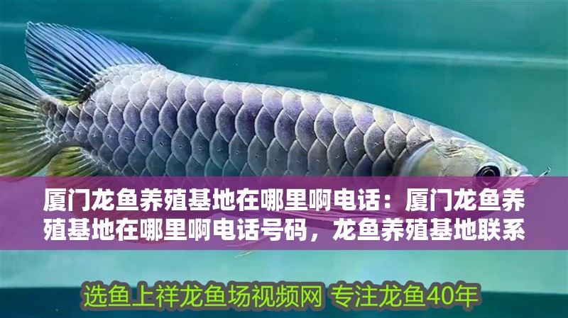 廈門龍魚養殖基地在哪里啊電話：廈門龍魚養殖基地在哪里啊電話號碼，龍魚養殖基地聯系方式