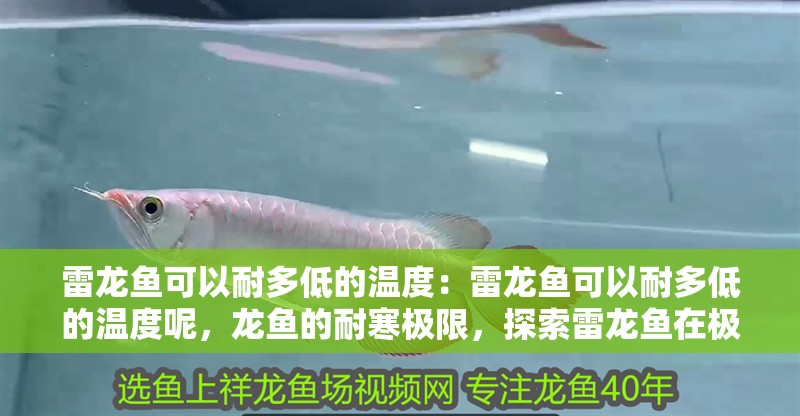 雷龍魚可以耐多低的溫度：雷龍魚可以耐多低的溫度呢，龍魚的耐寒極限，探索雷龍魚在極端低溫 雷龍魚可以耐多低的溫度：雷龍魚可以耐多低的溫度呢，龍魚的耐寒極限，探索雷龍魚在極端低溫 水族問答