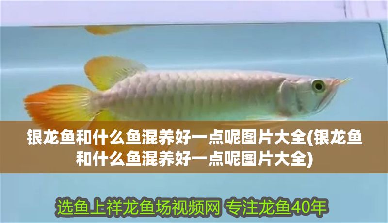 銀龍魚和什么魚混養(yǎng)好一點呢圖片大全(銀龍魚和什么魚混養(yǎng)好一點呢圖片大全)