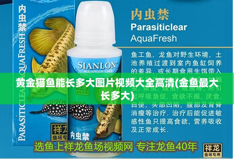 黃金貓魚能長多大圖片視頻大全高清(金魚最大長多大) 黃金貓魚能長多大圖片視頻大全高清(金魚最大長多大) 黃金貓魚百科 第1張