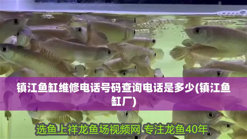鎮江魚缸維修電話號碼查詢電話是多少(鎮江魚缸廠) 鎮江魚缸維修電話號碼查詢電話是多少(鎮江魚缸廠) 黃金貓魚百科 第1張