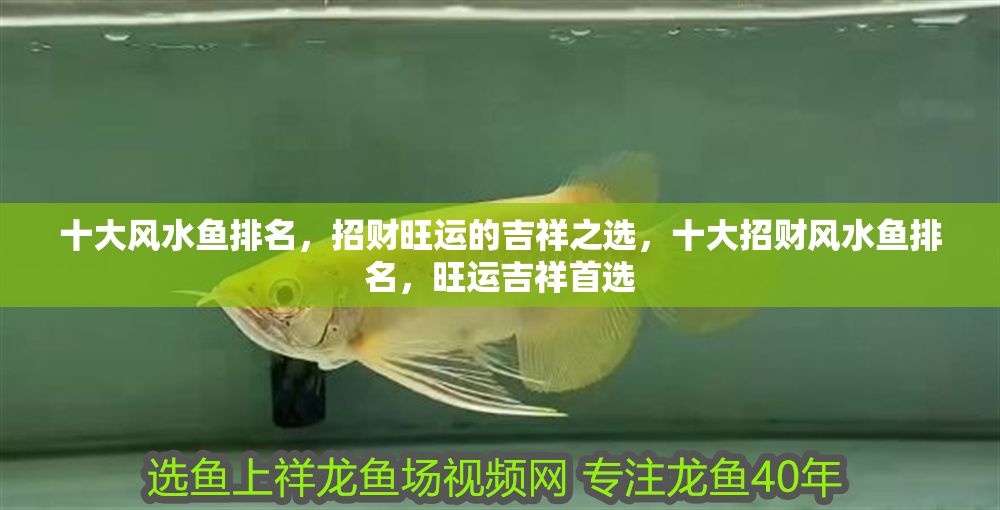 十大風水魚排名，招財旺運的吉祥之選，十大招財風水魚排名，旺運吉祥首選 十大風水魚排名，招財旺運的吉祥之選，十大招財風水魚排名，旺運吉祥首選 龍魚百科 第1張