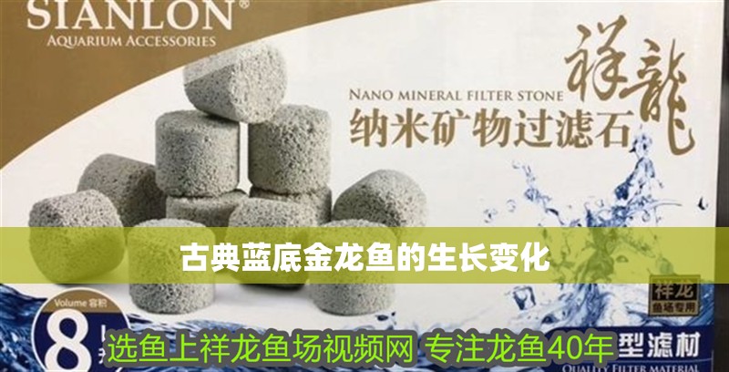 古典藍(lán)底金龍魚的生長(zhǎng)變化