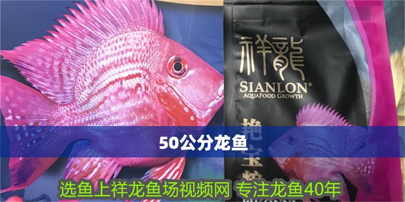 50公分龍魚 50公分龍魚 龍魚百科 第4張