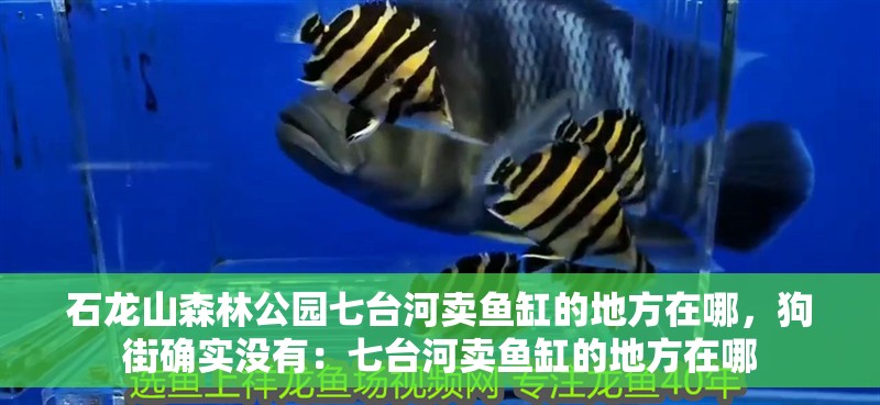 石龍山森林公園七臺河賣魚缸的地方在哪，狗街確實沒有：七臺河賣魚缸的地方在哪