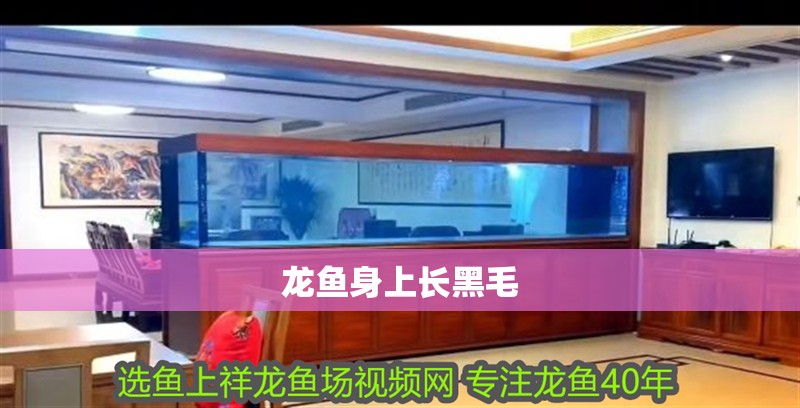 龍魚身上長黑毛 龍魚身上長黑毛 龍魚百科 第2張