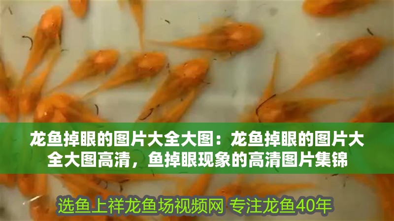 龍魚掉眼的圖片大全大圖：龍魚掉眼的圖片大全大圖高清，魚掉眼現(xiàn)象的高清圖片集錦
