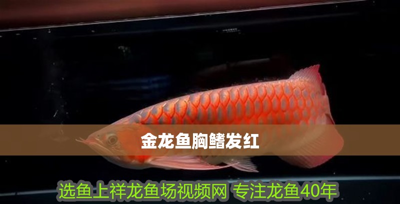 金龍魚胸鰭發(fā)紅 金龍魚胸鰭發(fā)紅 龍魚百科 第2張