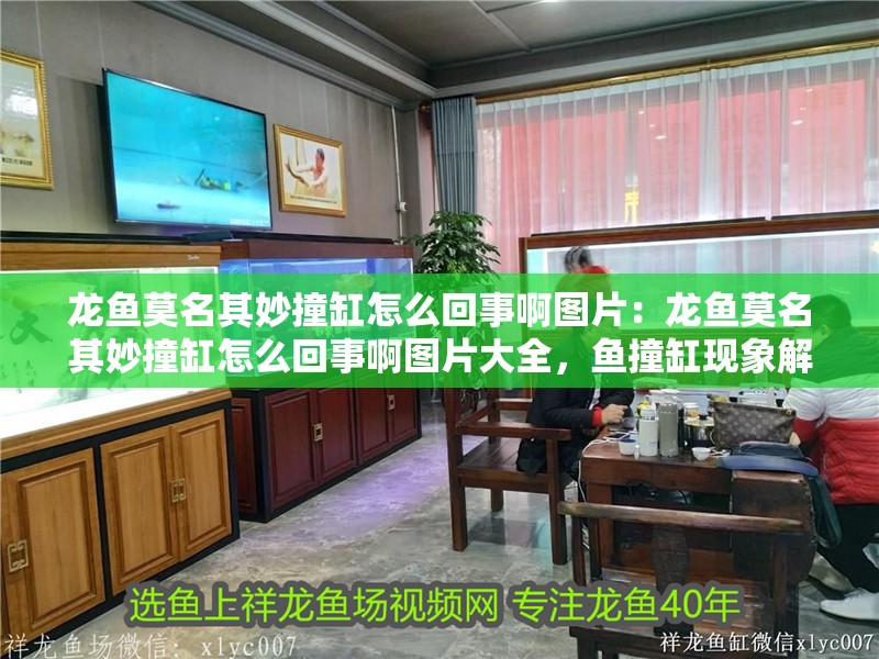 龍魚莫名其妙撞缸怎么回事啊圖片：龍魚莫名其妙撞缸怎么回事啊圖片大全，魚撞缸現象解析，探究神秘撞