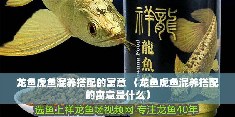 龍魚虎魚混養(yǎng)搭配的寓意 （龍魚虎魚混養(yǎng)搭配的寓意是什么） 龍魚虎魚混養(yǎng)搭配的寓意 （龍魚虎魚混養(yǎng)搭配的寓意是什么） 虎魚百科