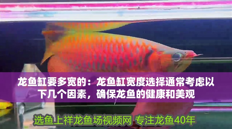 龍魚缸要多寬的：龍魚缸寬度選擇通常考慮以下幾個因素，確保龍魚的健康和美觀