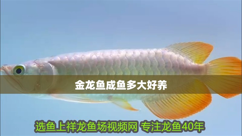 金龍魚成魚多大好養(yǎng)