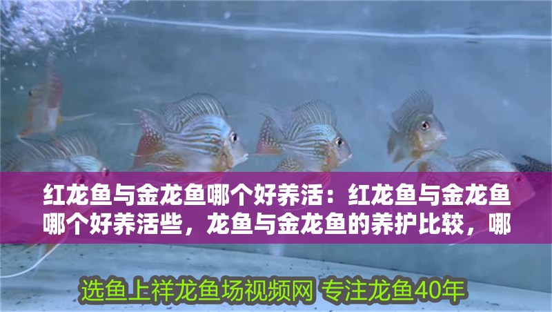 紅龍魚與金龍魚哪個好養活：紅龍魚與金龍魚哪個好養活些，龍魚與金龍魚的養護比較，哪個更易于照顧