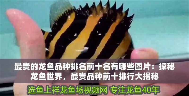 最貴的龍魚品種排名前十名有哪些圖片：探秘龍魚世界，最貴品種前十排行大揭秘