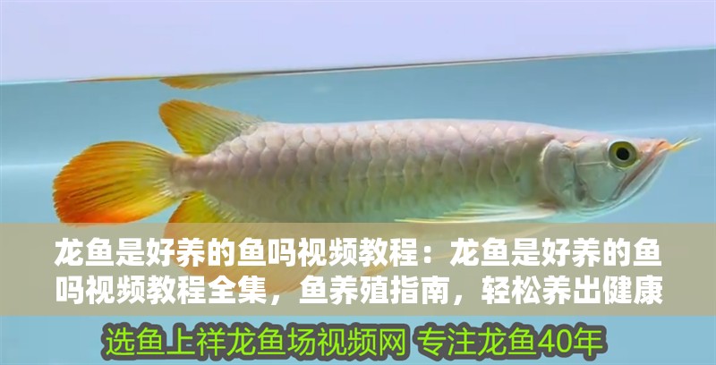 龍魚是好養的魚嗎視頻教程：龍魚是好養的魚嗎視頻教程全集，魚養殖指南，輕松養出健康美麗的