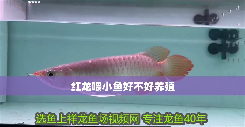 紅龍喂小魚好不好養殖