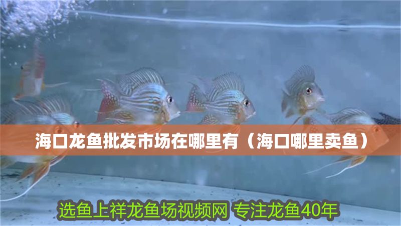 海口龍魚批發市場在哪里有(海口哪里賣魚) 錦鯉魚百科 第1張 海口龍魚批發市場在哪里有(海口哪里賣魚) 海口龍魚批發市場在哪里有(海口哪里賣魚) 錦鯉魚百科 第1張