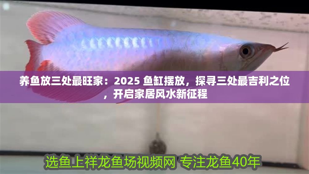 養(yǎng)魚放三處最旺家：2025 魚缸擺放，探尋三處最吉利之位，開啟家居風(fēng)水新征程 養(yǎng)魚放三處最旺家：2025 魚缸擺放，探尋三處最吉利之位，開啟家居風(fēng)水新征程 龍魚百科 第1張