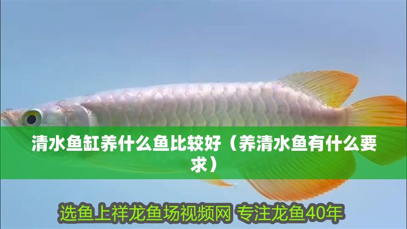 <strong><mark>清水</mark></strong>魚缸養什么魚比較好（養<strong><mark>清水</mark></strong>魚有什么要求）