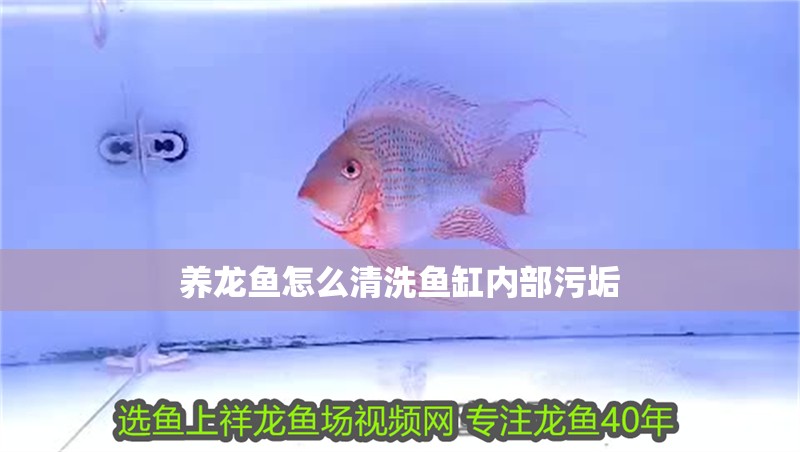 養龍魚怎么清洗魚缸內部污垢 養龍魚怎么清洗魚缸內部污垢 龍魚百科 第4張