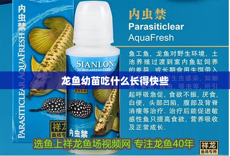 龍魚幼苗吃什么長得快些