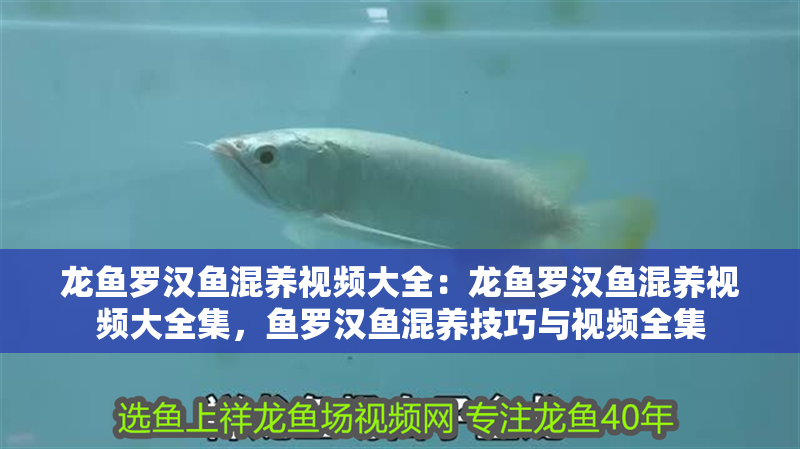 龍魚(yú)羅漢魚(yú)混養(yǎng)視頻大全：龍魚(yú)羅漢魚(yú)混養(yǎng)視頻大全集，魚(yú)羅漢魚(yú)混養(yǎng)技巧與視頻全集