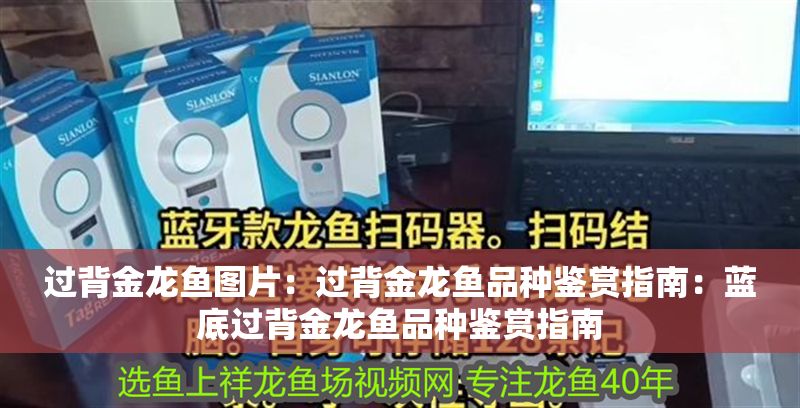 過(guò)背金龍魚(yú)圖片：過(guò)背金龍魚(yú)品種鑒賞指南：藍(lán)底過(guò)背金龍魚(yú)品種鑒賞指南