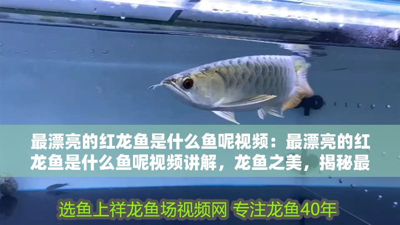 最漂亮的紅龍魚是什么魚呢視頻：最漂亮的紅龍魚是什么魚呢視頻講解，龍魚之美，揭秘最迷人的觀賞魚