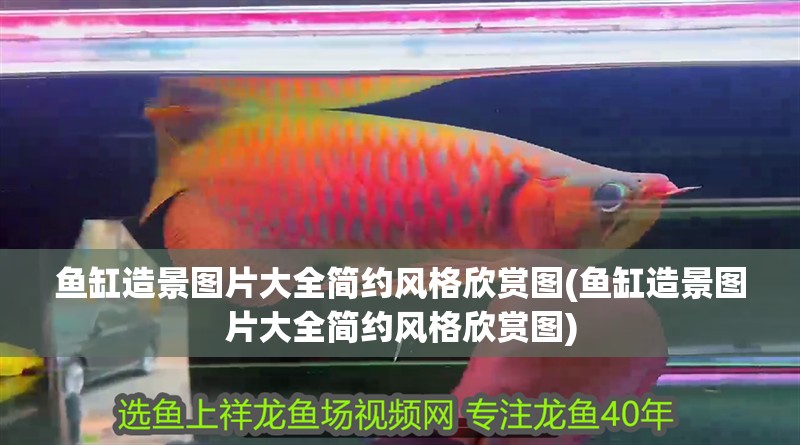魚缸造景圖片大全簡約風格欣賞圖(魚缸造景圖片大全簡約風格欣賞圖)