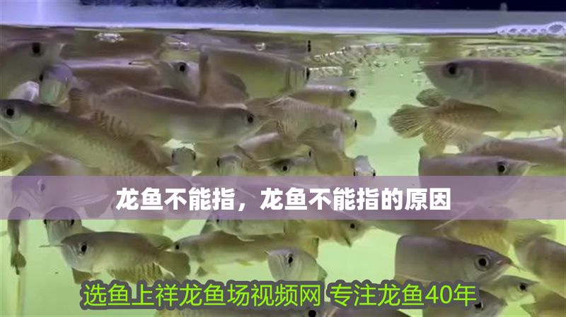 龍魚不能指，龍魚不能指的原因