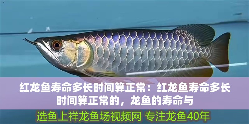 紅龍魚壽命多長時間算正常：紅龍魚壽命多長時間算正常的，龍魚的壽命與