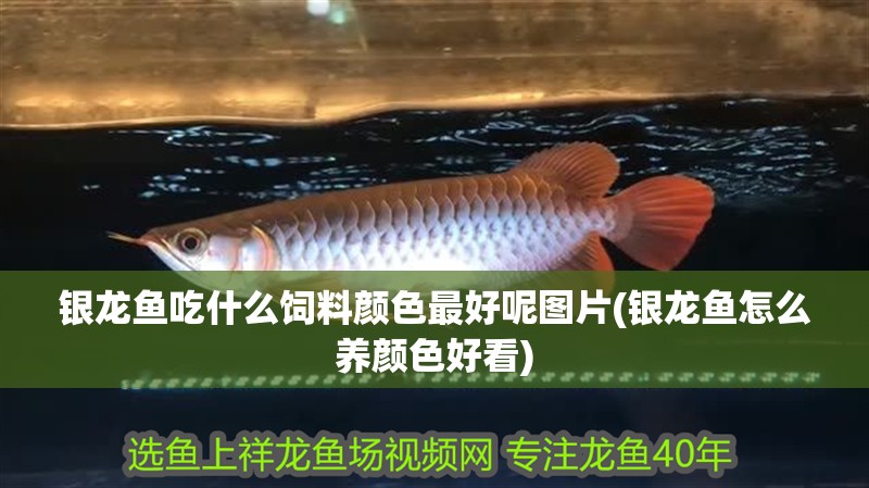 銀龍魚吃什么飼料顏色最好呢圖片(銀龍魚怎么養(yǎng)顏色好看)