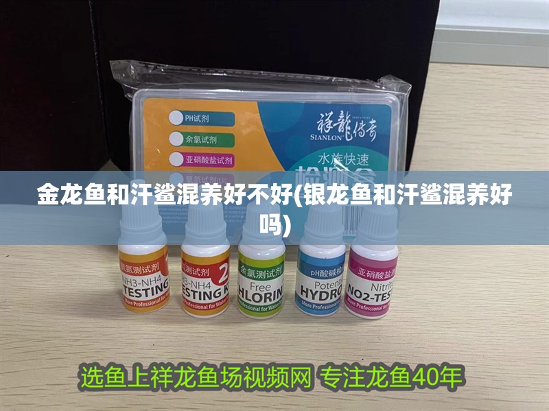 金龍魚和汗鯊混養(yǎng)好不好(銀龍魚和汗鯊混養(yǎng)好嗎) 金龍魚和汗鯊混養(yǎng)好不好(銀龍魚和汗鯊混養(yǎng)好嗎) 銀龍魚百科