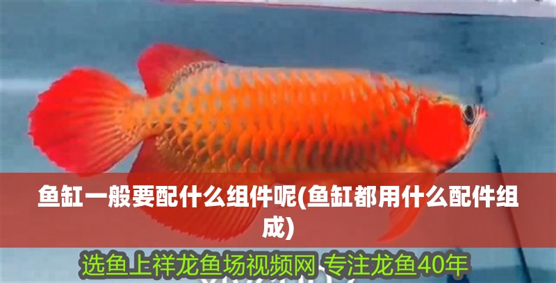 魚缸一般要配什么組件呢(魚缸都用什么配件組成)