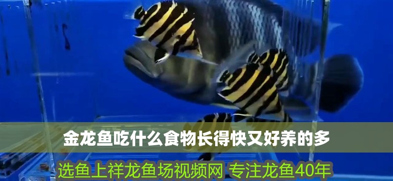 金龍魚吃什么食物長得快又好養的多