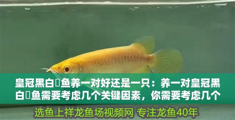 皇冠黑白魟魚養一對好還是一只：養一對皇冠黑白魟魚需要考慮幾個關鍵因素，你需要考慮幾個關鍵因素
