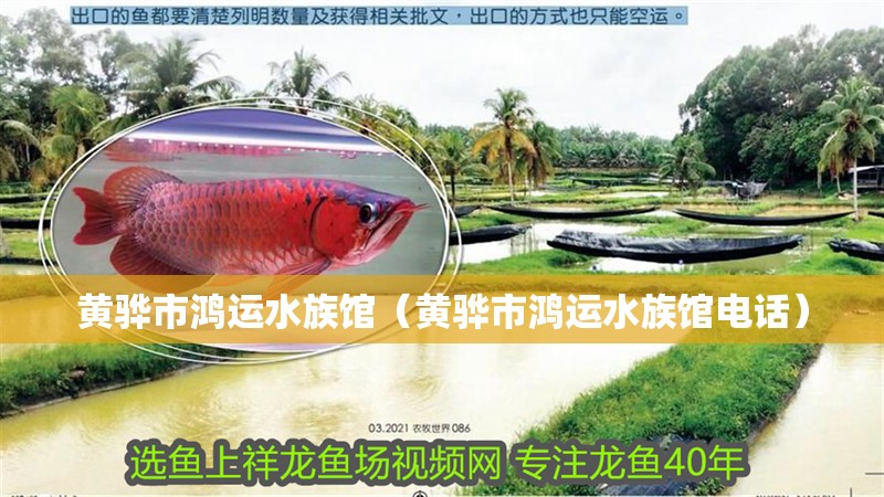 黃驊市鴻運水族館（黃驊市鴻運水族館電話） 黃驊市鴻運水族館（黃驊市鴻運水族館電話） 全國水族館企業(yè)名錄 第2張